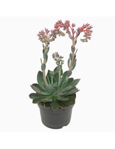 ECHEVERIA BLUE PRINCE V 17 foglie carnose blu-verde
