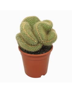 ESPOSTOA GUENTHERI VATRICANIA CRISTATAE Vaso 17