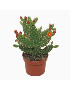OPUNTIA QUITENSIS Vaso 10,5 dalla spettacolare fioritura