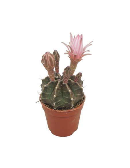 GYMNOCALYCIUM  Mihanovichii  Vaso 5,5 fiori sorprendenti