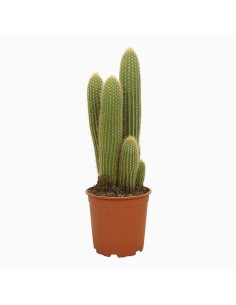 ESPOSTOA GUENTHERI  Vaso 21 regioni aride della Bolivia