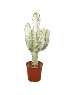 EUPHORBIA INGENS 'VARIEGATA' MARMORATA  V 24 cm