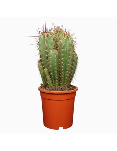 NEORAIMONDIA HERZOGIANA cactus colonnare Vaso 17 cm
