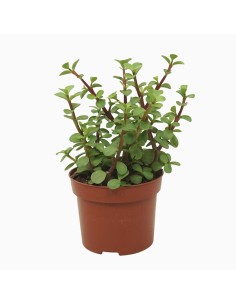 SUCCULENTA PORTULACARIA AFRA GREEN Albero di Giada