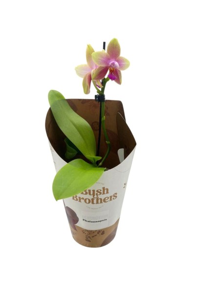 ORCHIDEA PROFUMATA 'LIODORO' 1 stelo,  vaso 12 cm