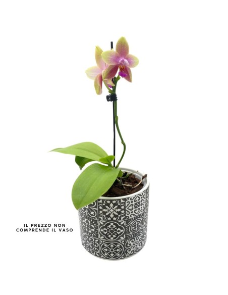 ORCHIDEA PROFUMATA 'LIODORO' 1 stelo,  vaso 12 cm