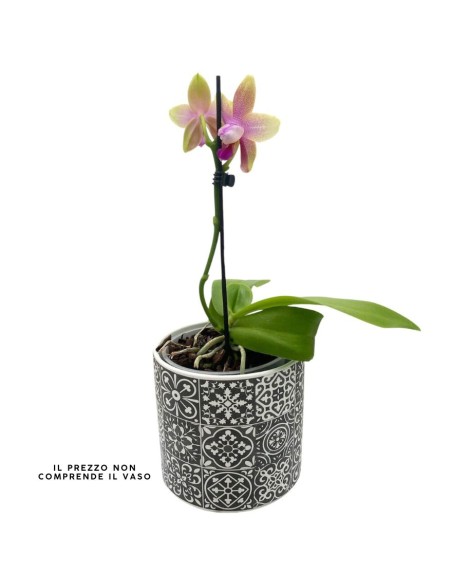 ORCHIDEA PROFUMATA 'LIODORO' 1 stelo,  vaso 12 cm
