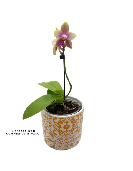 ORCHIDEA PROFUMATA 'LIODORO' 1 stelo,  vaso 12 cm