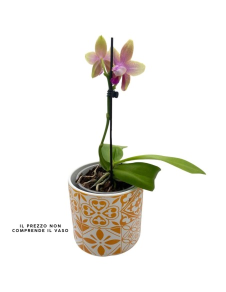 ORCHIDEA PROFUMATA 'LIODORO' 1 stelo,  vaso 12 cm