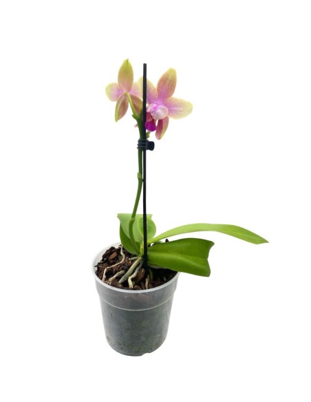 ORCHIDEA PROFUMATA 'LIODORO' 1 stelo,  vaso 12 cm
