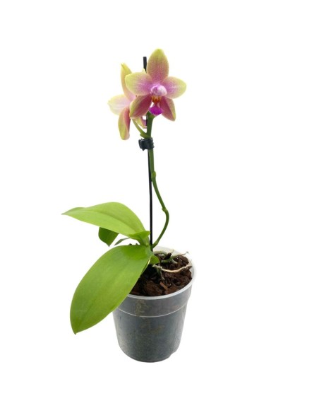 ORCHIDEA PROFUMATA 'LIODORO' 1 stelo,  vaso 12 cm