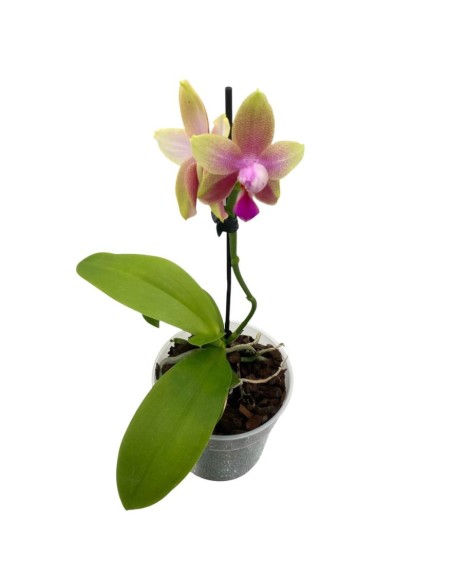 ORCHIDEA PROFUMATA 'LIODORO' 1 stelo,  vaso 12 cm