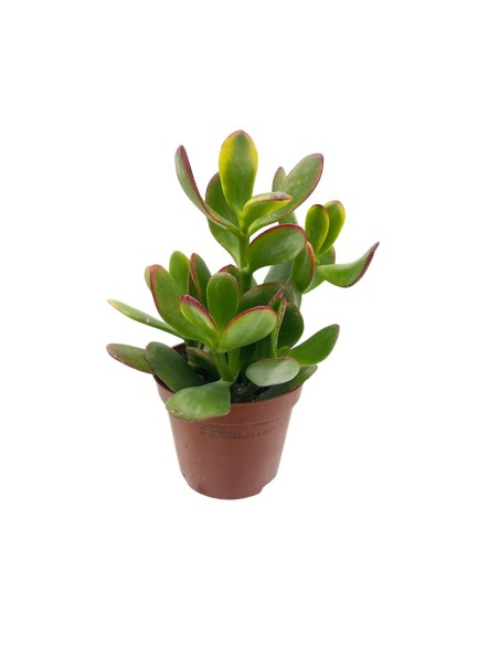 CRASSULA OVATA 'SUNSET' "Albero di Giada" foglie verdi