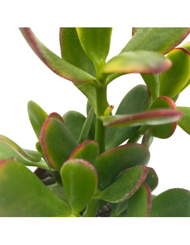 CRASSULA OVATA 'SUNSET' "Albero di Giada" foglie verdi