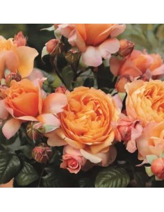 ROSA CAPRI Profumata  Fioritura da Giugno a Settembre