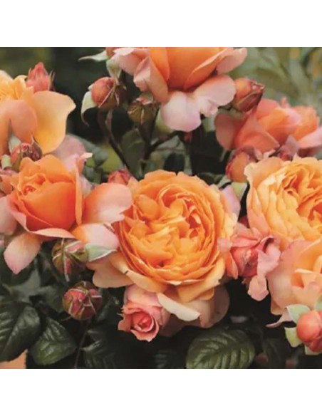 ROSA CAPRI Profumata  Fioritura da Giugno a Settembre