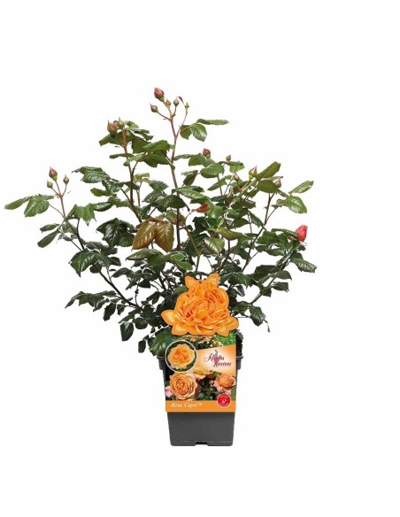 ROSA CAPRI Profumata  Fioritura da Giugno a Settembre