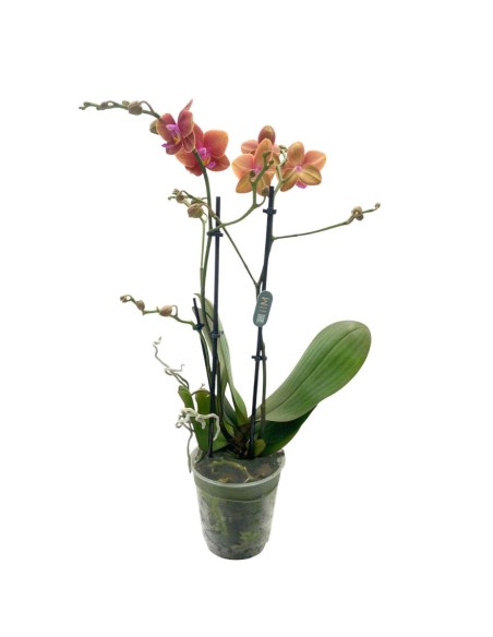 ORCHIDEA PHALAENOPSIS  ORANJE - 2 STELI VASO 12