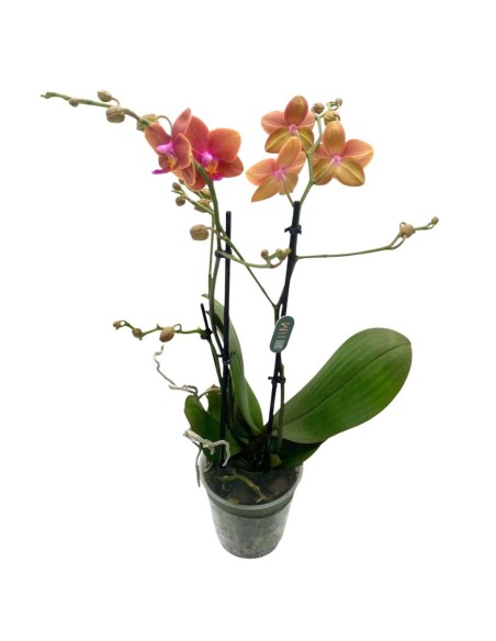 ORCHIDEA PHALAENOPSIS  ORANJE - 2 STELI VASO 12