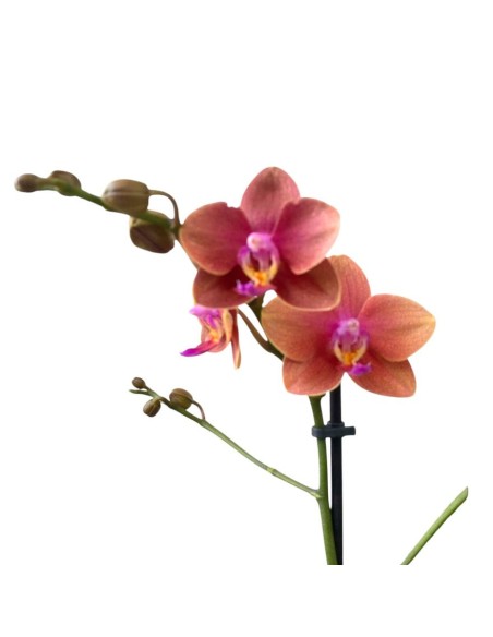 ORCHIDEA PHALAENOPSIS  ORANJE - 2 STELI VASO 12