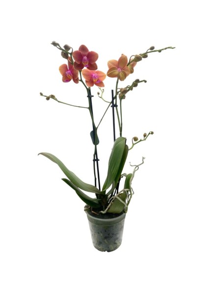 ORCHIDEA PHALAENOPSIS  ORANJE - 2 STELI VASO 12
