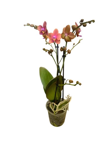 ORCHIDEA PHALAENOPSIS  ORANJE - 2 STELI VASO 12