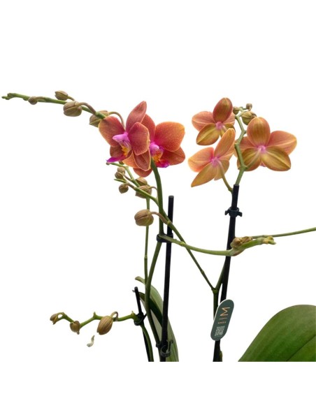 ORCHIDEA PHALAENOPSIS  ORANJE - 2 STELI VASO 12