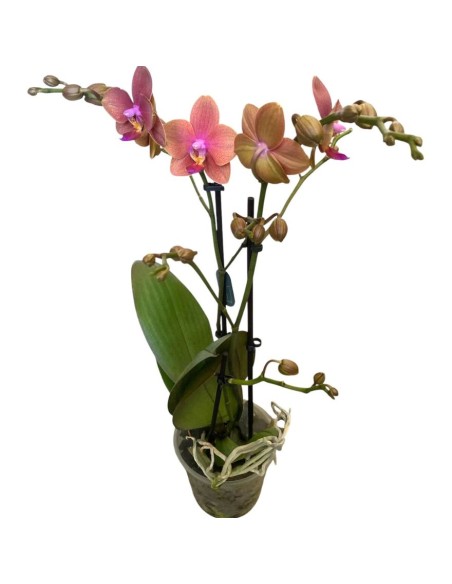 ORCHIDEA PHALAENOPSIS  ORANJE - 2 STELI VASO 12