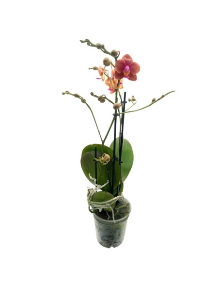 ORCHIDEA PHALAENOPSIS  ORANJE - 2 STELI VASO 12