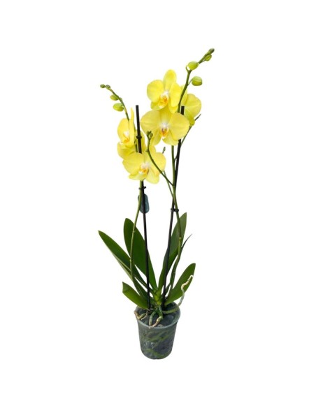 ORCHIDEA PHALAENOPSIS GIALLO MIDI - 2 STELI