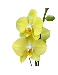 ORCHIDEA PHALAENOPSIS GIALLO MIDI - 2 STELI 2