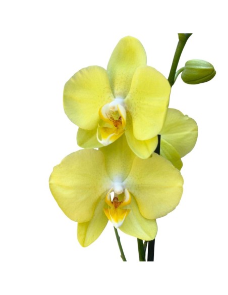 ORCHIDEA PHALAENOPSIS GIALLO MIDI - 2 STELI
