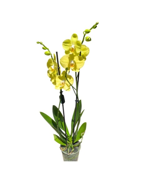 ORCHIDEA PHALAENOPSIS GIALLO MIDI - 2 STELI