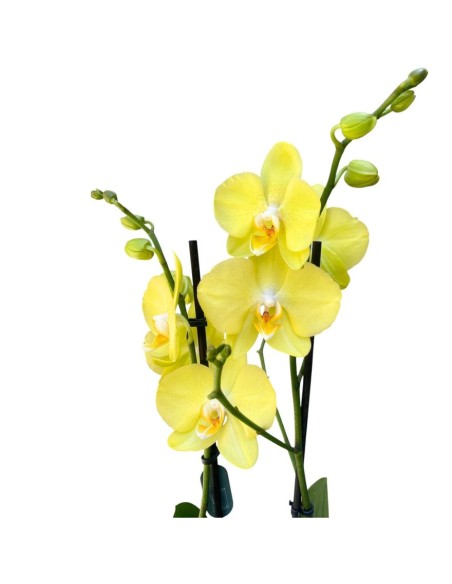 ORCHIDEA PHALAENOPSIS GIALLO MIDI - 2 STELI