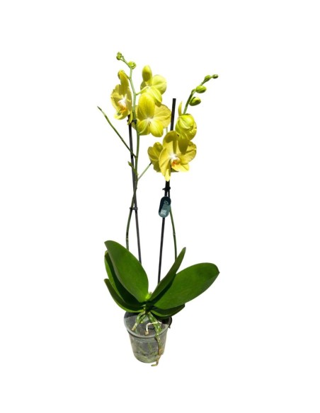 ORCHIDEA PHALAENOPSIS GIALLO MIDI - 2 STELI