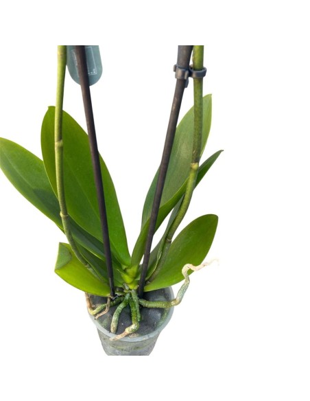 ORCHIDEA PHALAENOPSIS GIALLO MIDI - 2 STELI