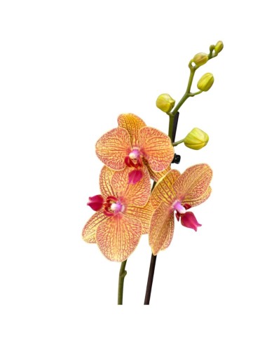 ORCHIDEA PHALAENOPSIS ORANGE LONG APOLLO