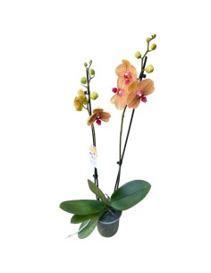 ORCHIDEA PHALAENOPSIS ORANGE LONG APOLLO
