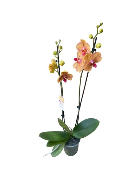 ORCHIDEA PHALAENOPSIS ORANGE LONG APOLLO