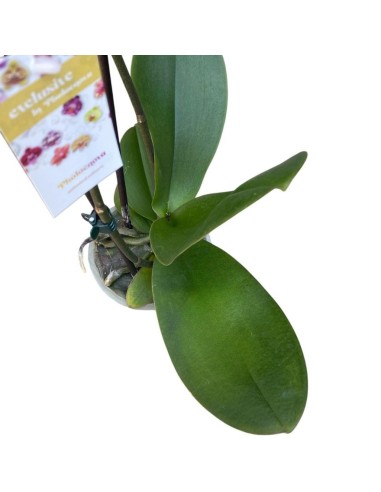 ORCHIDEA PHALAENOPSIS ORANGE LONG APOLLO