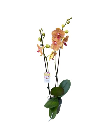 ORCHIDEA PHALAENOPSIS ORANGE LONG APOLLO