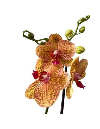 ORCHIDEA PHALAENOPSIS ORANGE LONG APOLLO