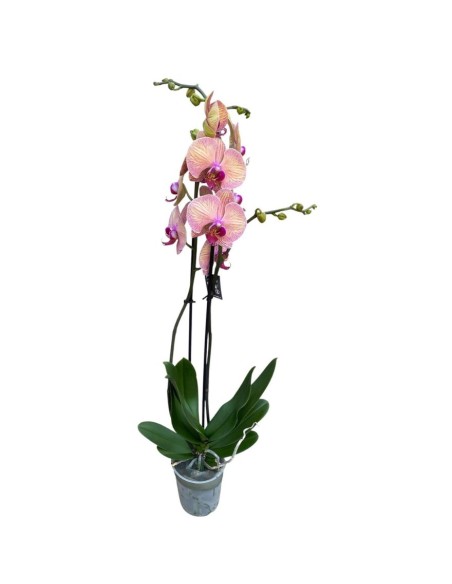 ORCHIDEA PHALAENOPSIS ROSA - 2 STELI delicate tonalità