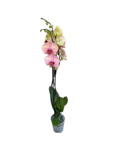 ORCHIDEA PHALAENOPSIS ROSA - 2 STELI delicate tonalità 2