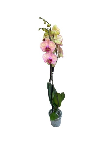 ORCHIDEA PHALAENOPSIS ROSA - 2 STELI delicate tonalità