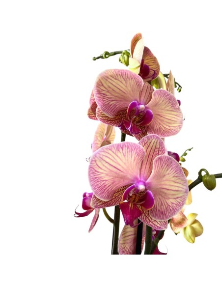 ORCHIDEA PHALAENOPSIS ROSA - 2 STELI delicate tonalità