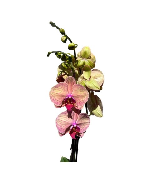 ORCHIDEA PHALAENOPSIS ROSA - 2 STELI delicate tonalità