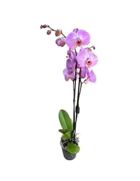 ORCHIDEA PHALAENOPSIS ROSA CASSIE - 2 STELI