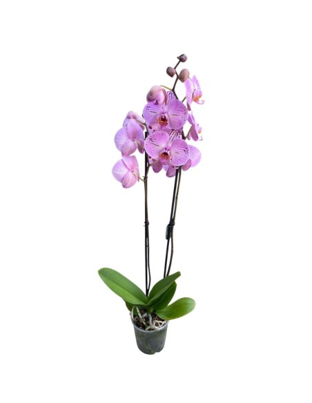 ORCHIDEA PHALAENOPSIS ROSA CASSIE - 2 STELI