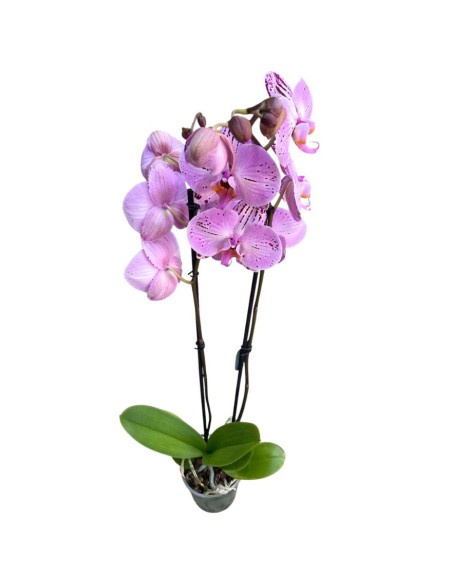 ORCHIDEA PHALAENOPSIS ROSA CASSIE - 2 STELI